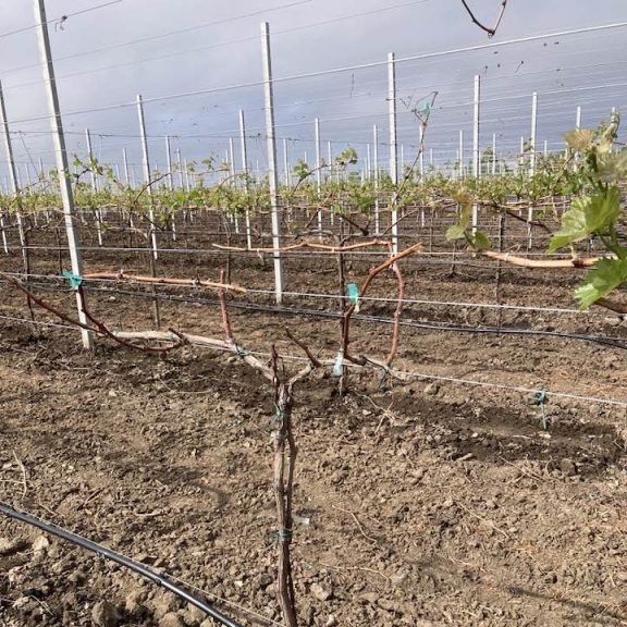 Grădină / gospodărie